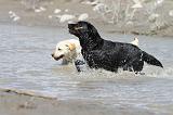 LABRADOR 543